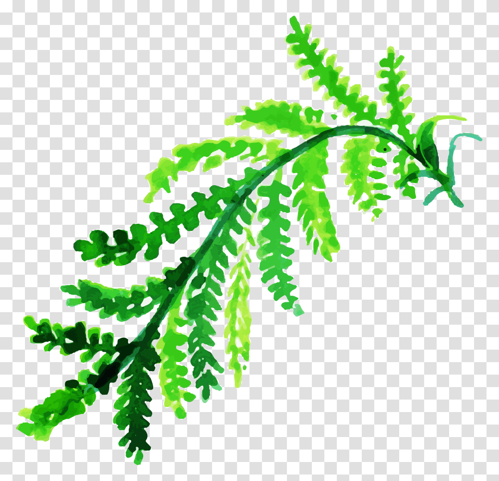 Clip Art, Leaf, Plant, Green, Fern Transparent Png