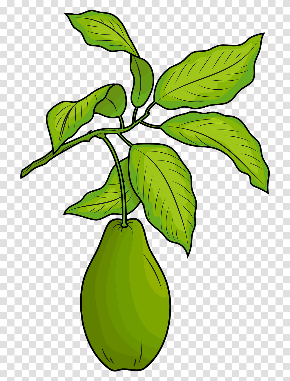 Clip Art, Leaf, Plant, Green, Fruit Transparent Png