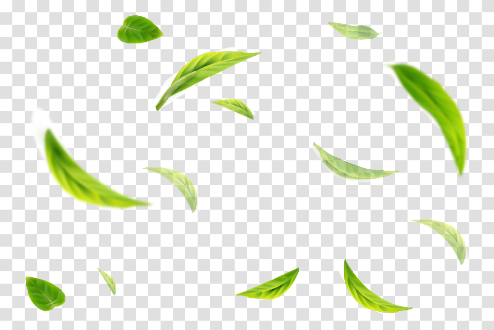 Clip Art, Leaf, Plant, Green, Vase Transparent Png