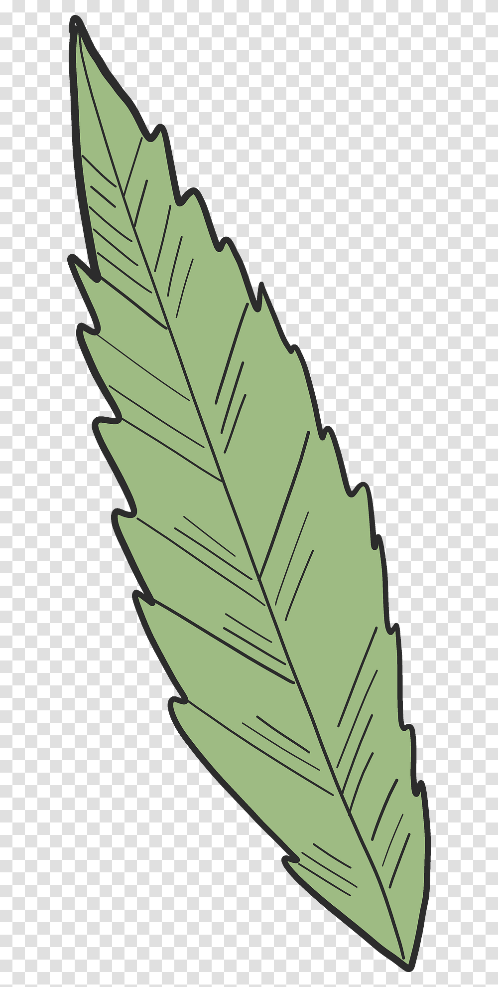 Clip Art, Leaf, Plant, Maple Leaf, Green Transparent Png