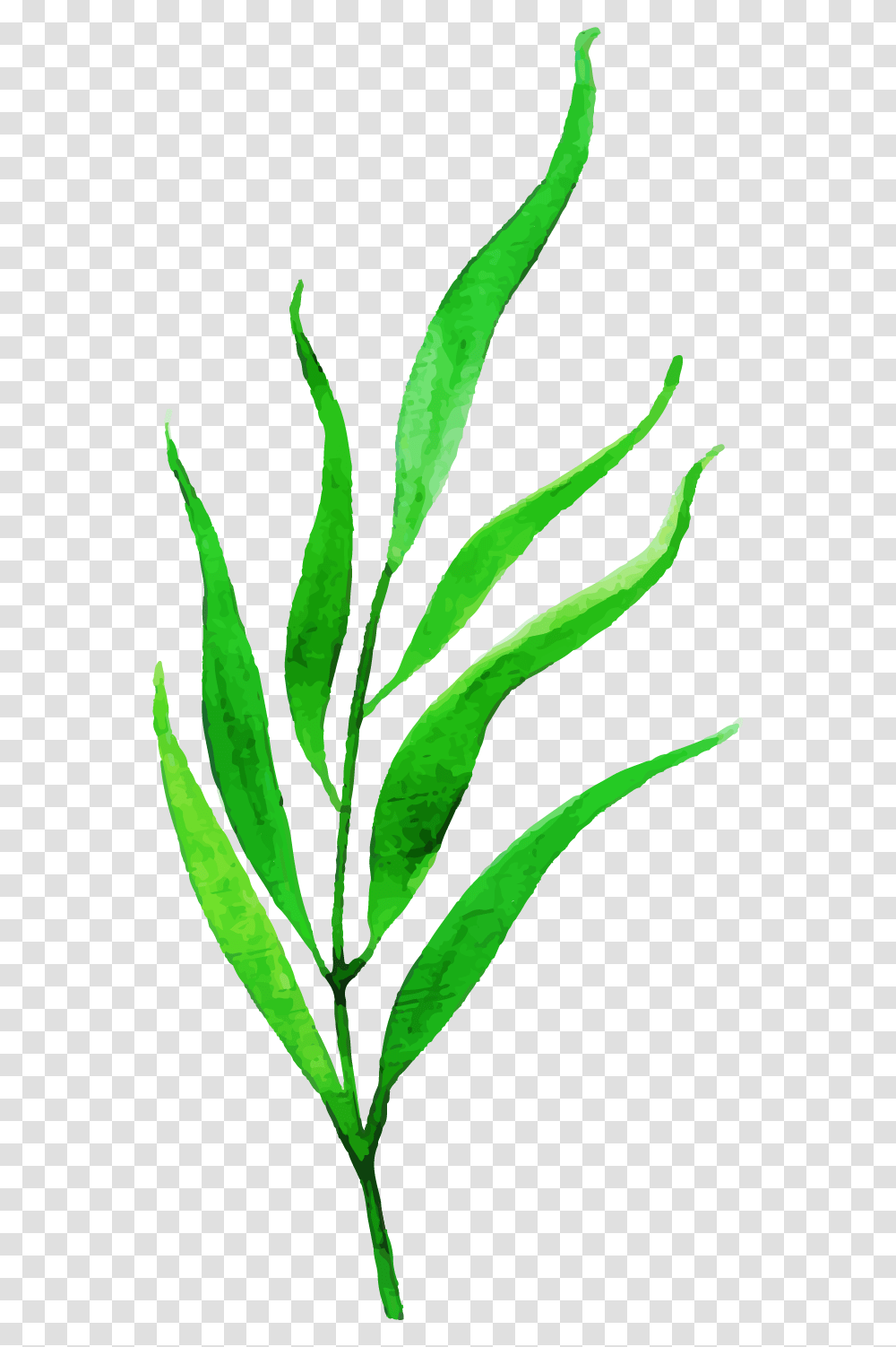 Clip Art, Leaf, Plant, Pineapple, Fruit Transparent Png