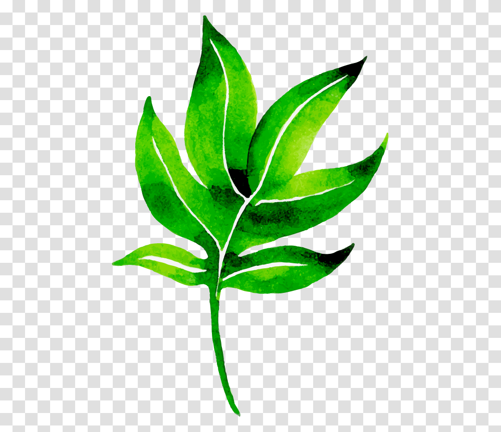 Clip Art, Leaf, Plant, Sunlight, Tree Transparent Png