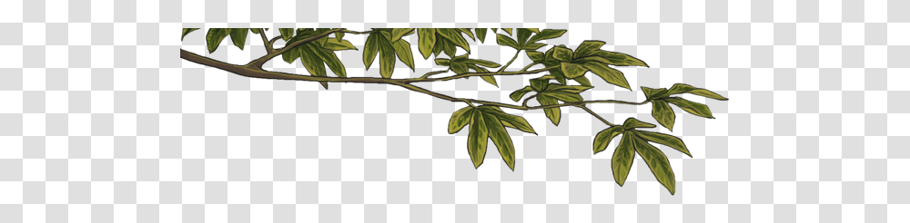 Clip Art, Leaf, Plant, Tree, Animal Transparent Png