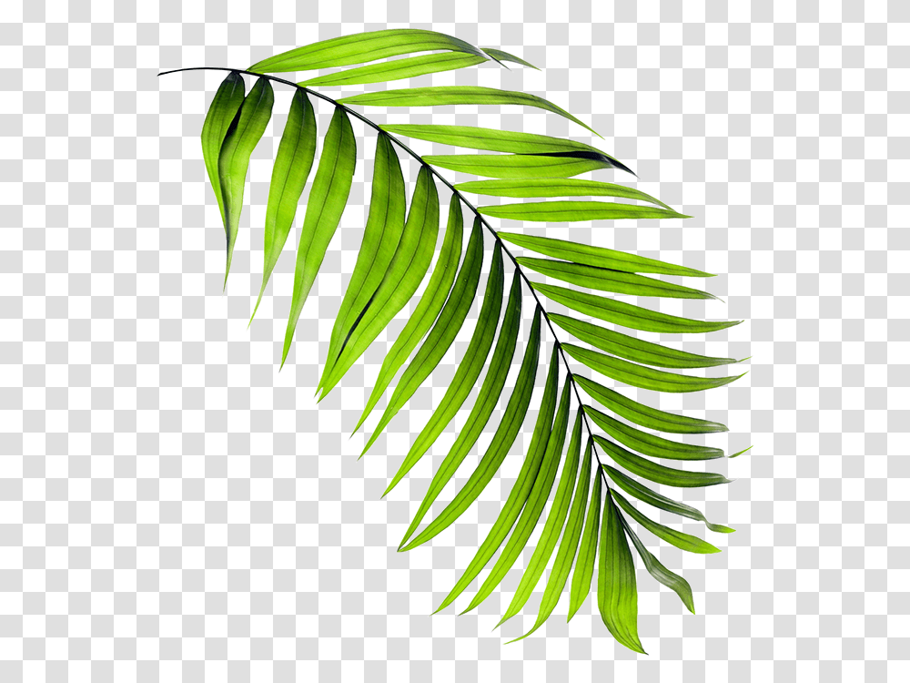 Clip Art, Leaf, Plant, Tree, Fern Transparent Png