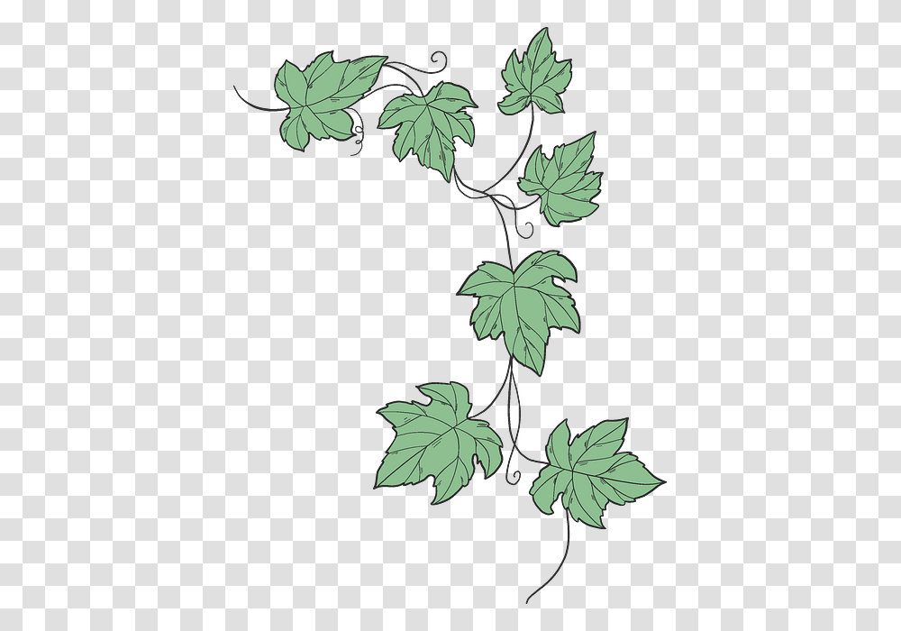 Clip Art, Leaf, Plant, Tree, Oak Transparent Png