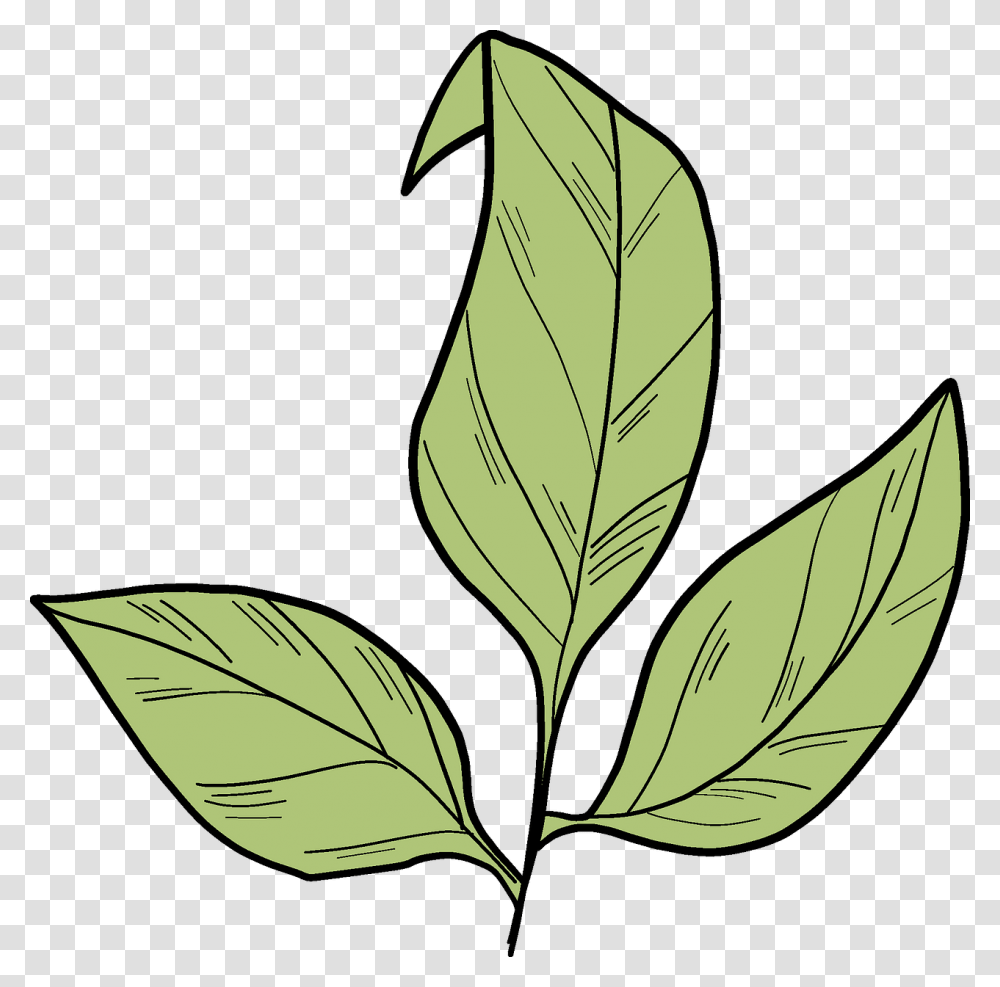 Clip Art, Leaf, Plant, Veins, Banana Transparent Png