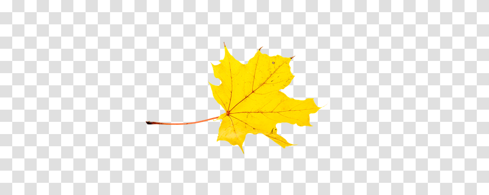 Clip Art Leaves And Art, Leaf, Plant, Tree, Maple Leaf Transparent Png