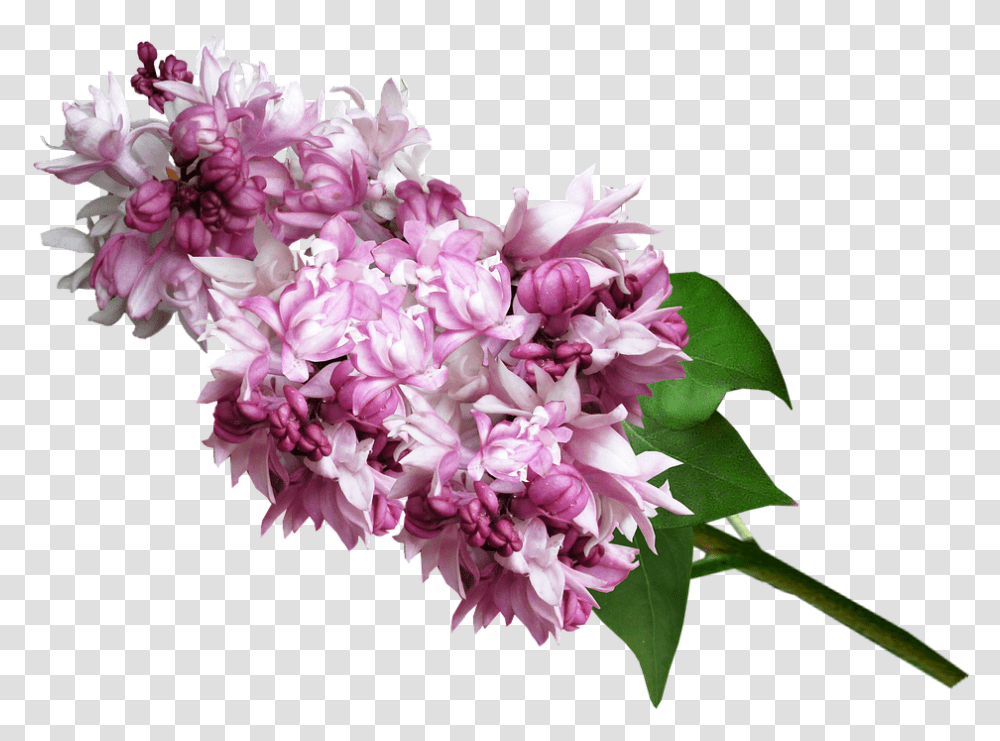 Clip Art Lilac Flower Bouquet Lyulyak, Plant, Blossom, Petal, Geranium Transparent Png