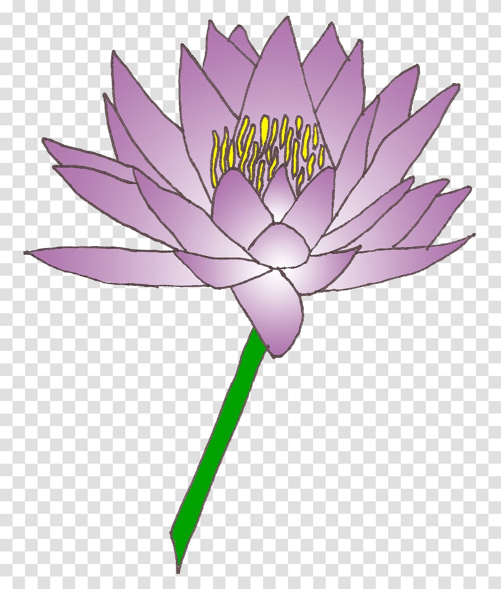 Clip Art Lily Flower Clip Art, Plant, Blossom, Pond Lily, Petal Transparent Png