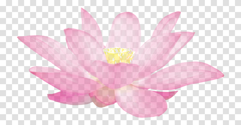 Clip Art Lotus Flower Pattern, Plant, Blossom, Petal, Anther Transparent Png