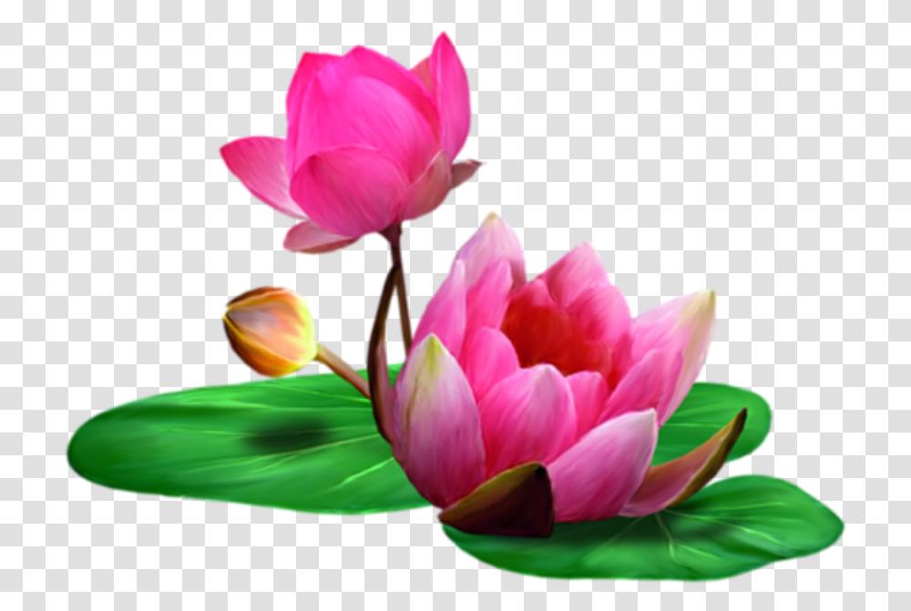 Clip Art Lotus Flower, Plant, Blossom, Pond Lily, Dahlia Transparent Png