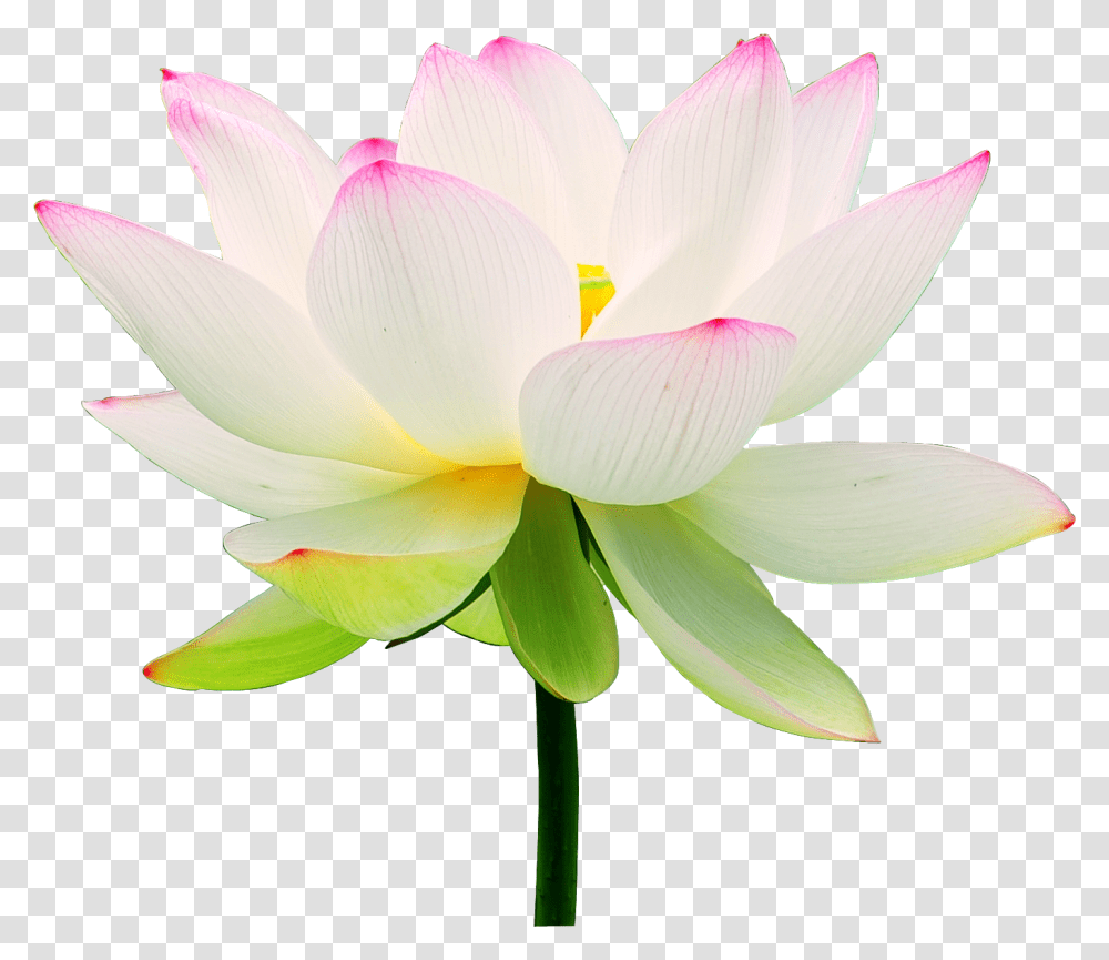 Clip Art Lotus Flower Wallpaper Lotus Flower, Lily, Plant, Blossom, Pond Lily Transparent Png