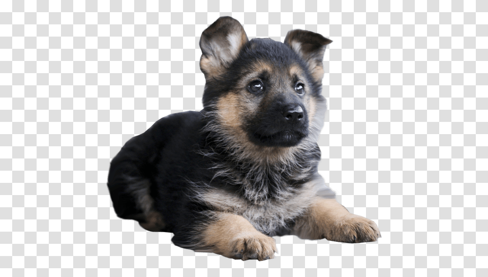 Clip Art Malinois Dog Siberian Husky German Shepherd Puppy, Pet, Canine, Animal, Mammal Transparent Png