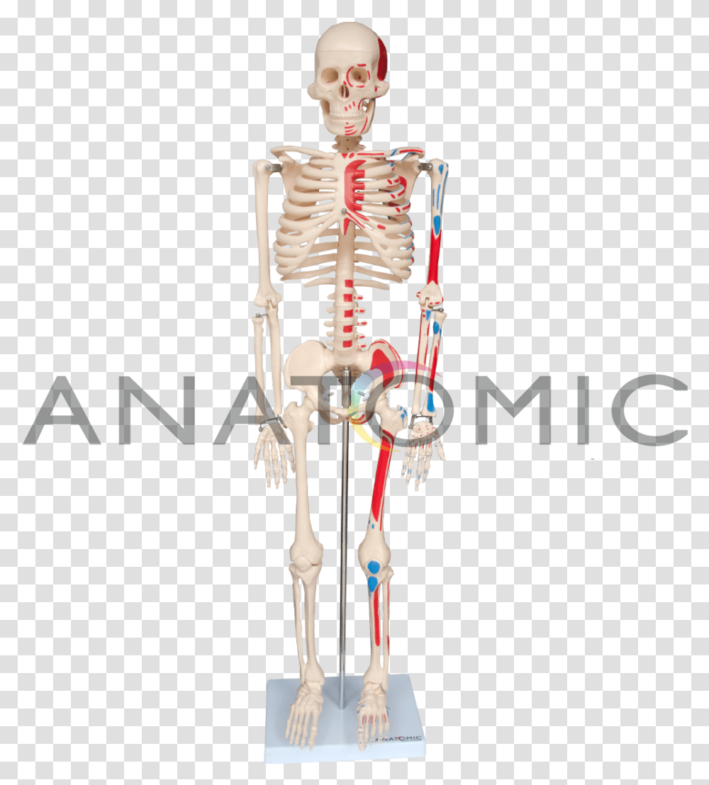 Clip Art Mao Esqueleto Skeleton, Toy Transparent Png