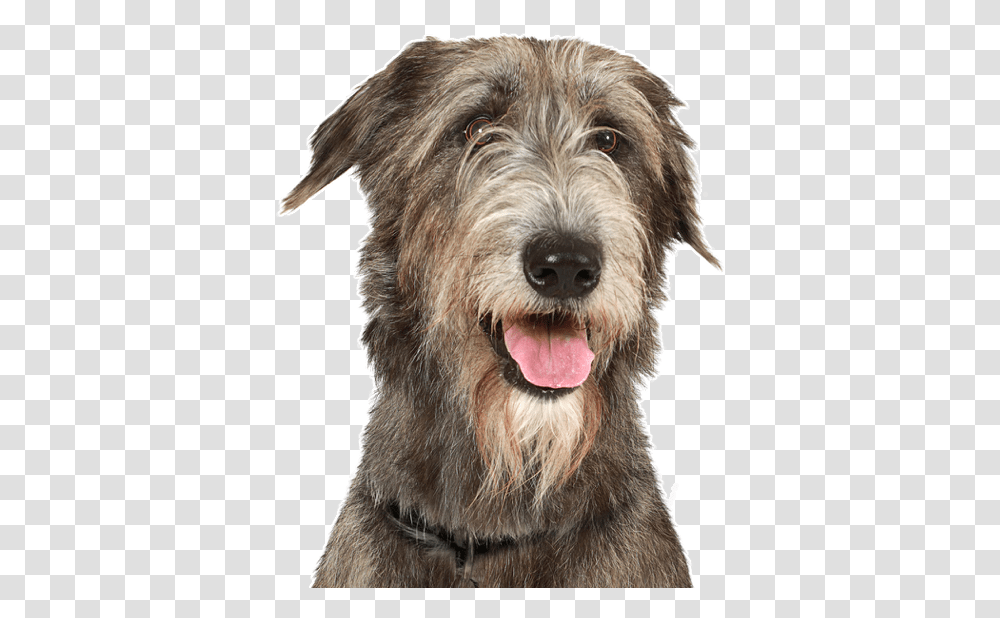 Clip Art Mastiff Great Dane Mix Mini Irish Wolfhound, Terrier, Dog, Pet, Canine Transparent Png