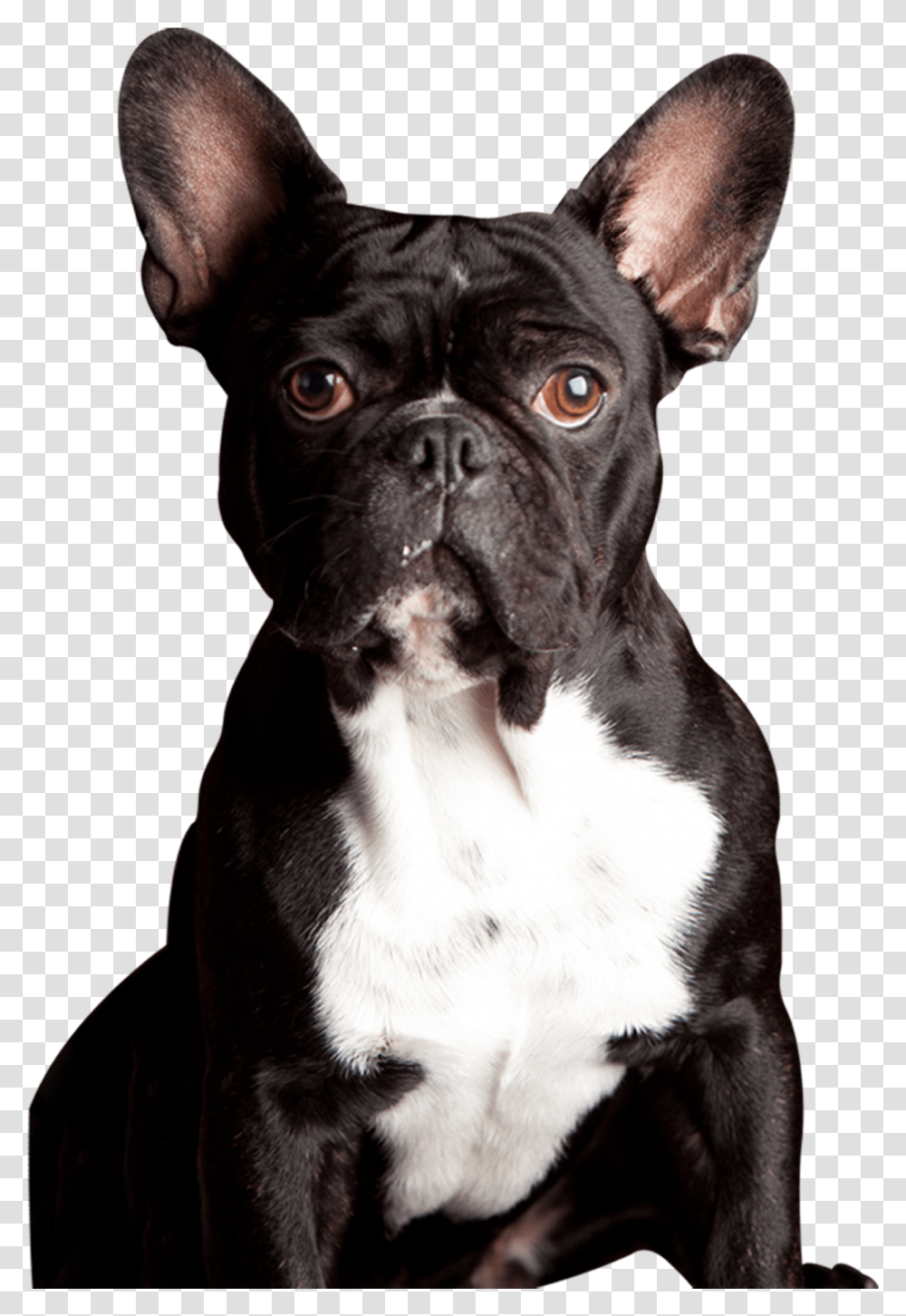 Clip Art Meet Our Powerpet Model French Bulldog, Canine, Animal, Mammal, Boxer Transparent Png
