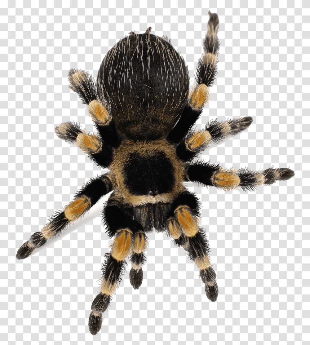 Clip Art Mexican Redknee Brachypelma Smithi Tarantula, Spider, Invertebrate, Animal, Arachnid Transparent Png