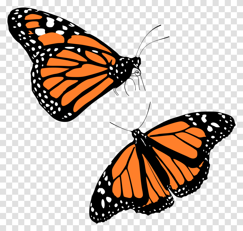 Clip Art Monarch Big Image Background Monarch Butterfly, Insect, Invertebrate, Animal Transparent Png