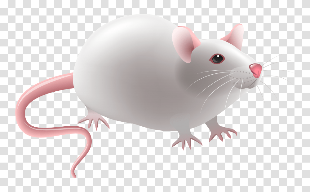 Clip Art Mouse, Rodent, Mammal, Animal, Rat Transparent Png