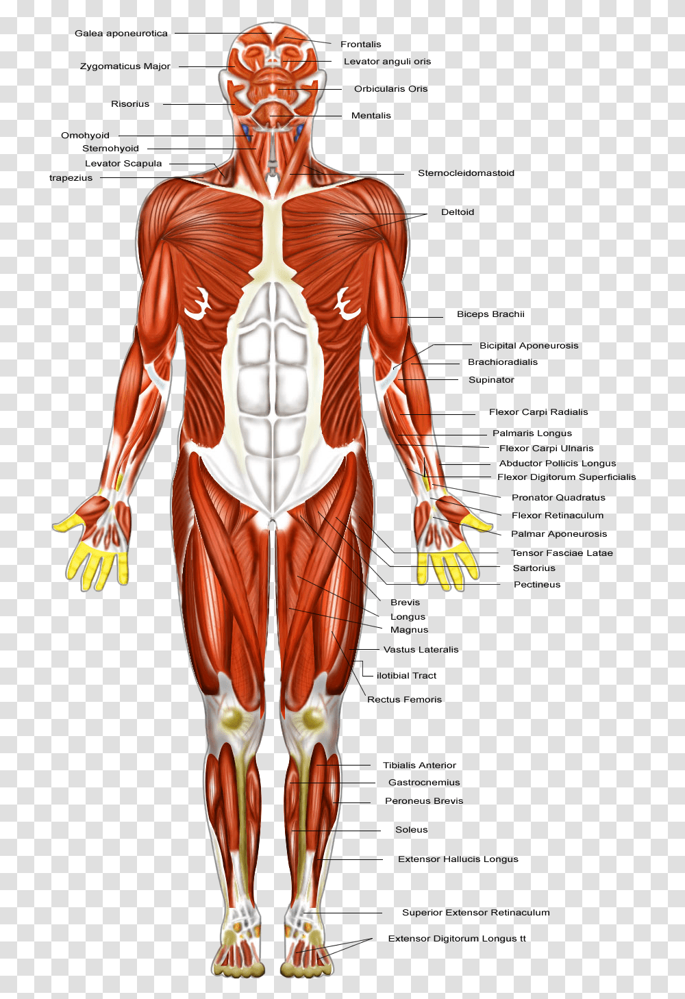 Clip Art Muscular Diagram Muscular System Diagram Major Muscles, Person, Human, Armor, Costume Transparent Png