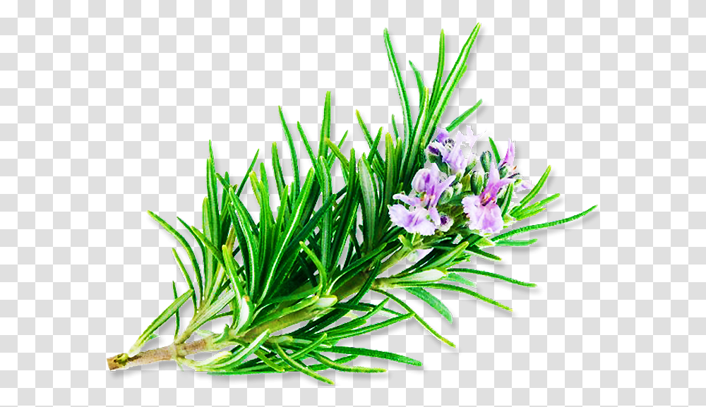Clip Art Observat Rio C Smico Rosemary, Plant, Flower, Geranium, Iris Transparent Png