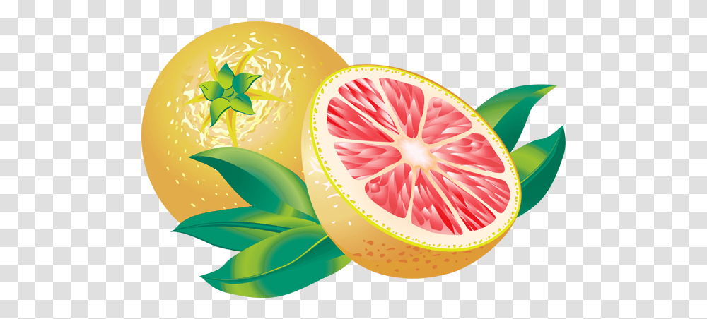 Clip Art Of A Grapefruit, Citrus Fruit, Produce, Food, Plant Transparent Png