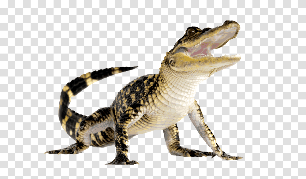 Clip Art Of An Alligator, Dinosaur, Reptile, Animal, Crocodile Transparent Png