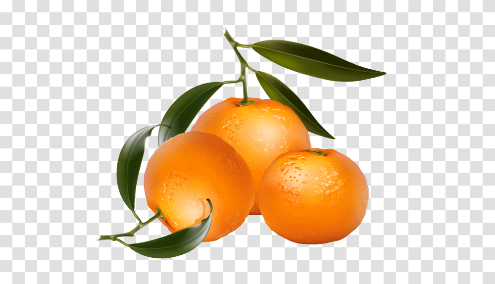 Clip Art Of Citrus Fruit Oranges Jean Savoy Fruit, Plant, Food, Grapefruit, Produce Transparent Png