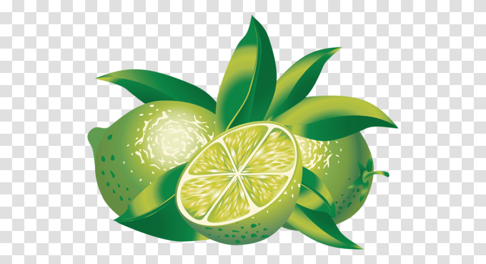 Clip Art Of Citrus Limes Clipart, Green, Plant, Citrus Fruit, Food Transparent Png