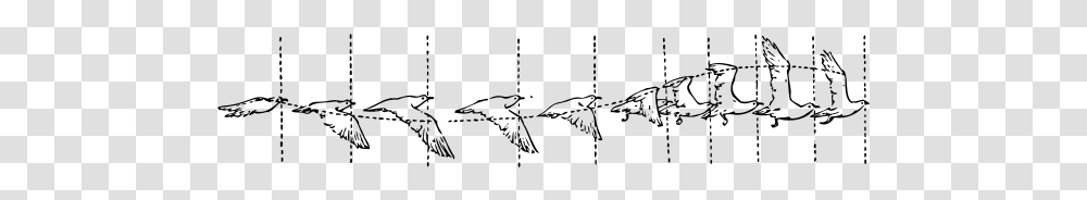 Clip Art Of Diagram Of A Bird In Flight Flying Bird Animation Cycle, Gray, World Of Warcraft, Halo Transparent Png