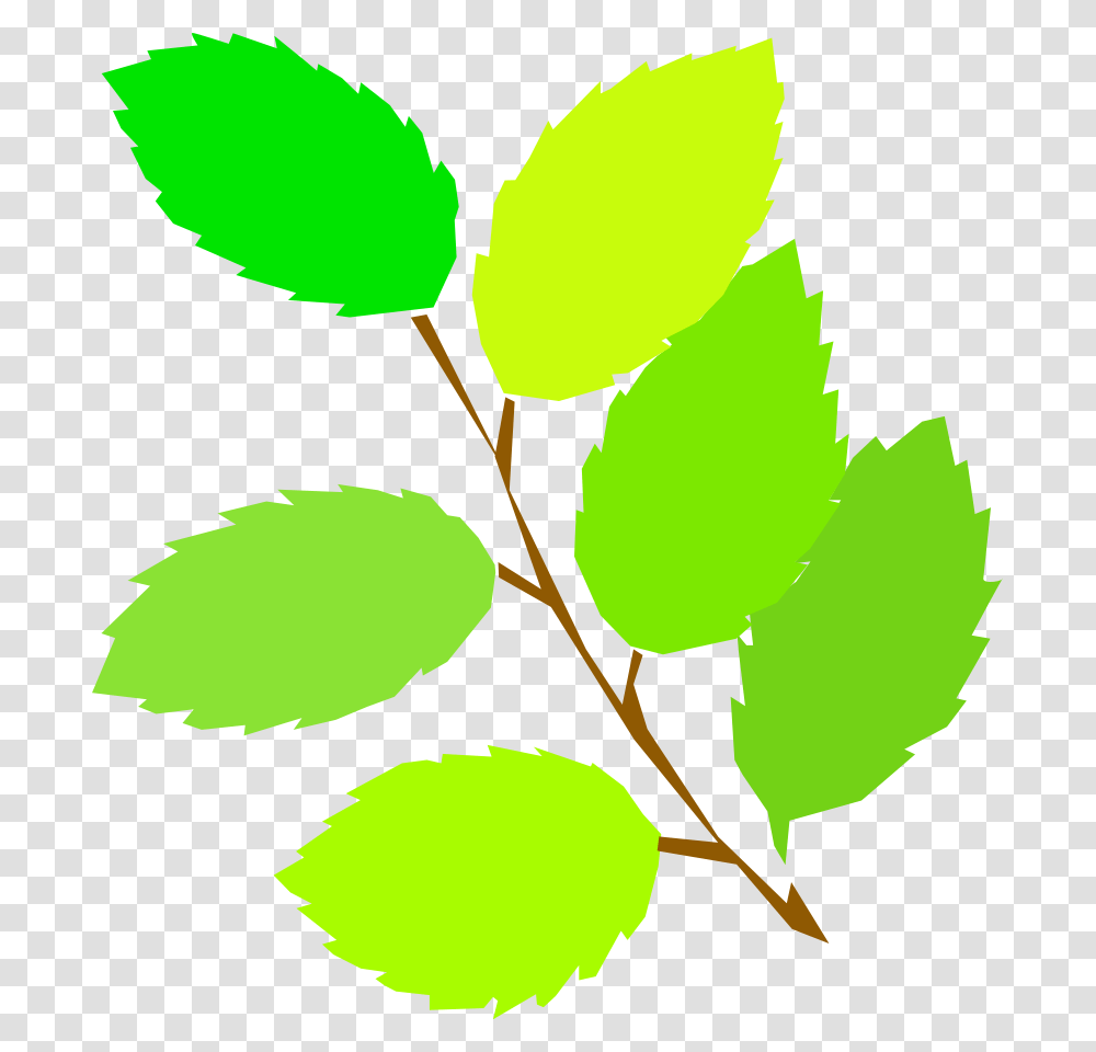 Clip Art Of Nature, Leaf, Plant, Green, Veins Transparent Png