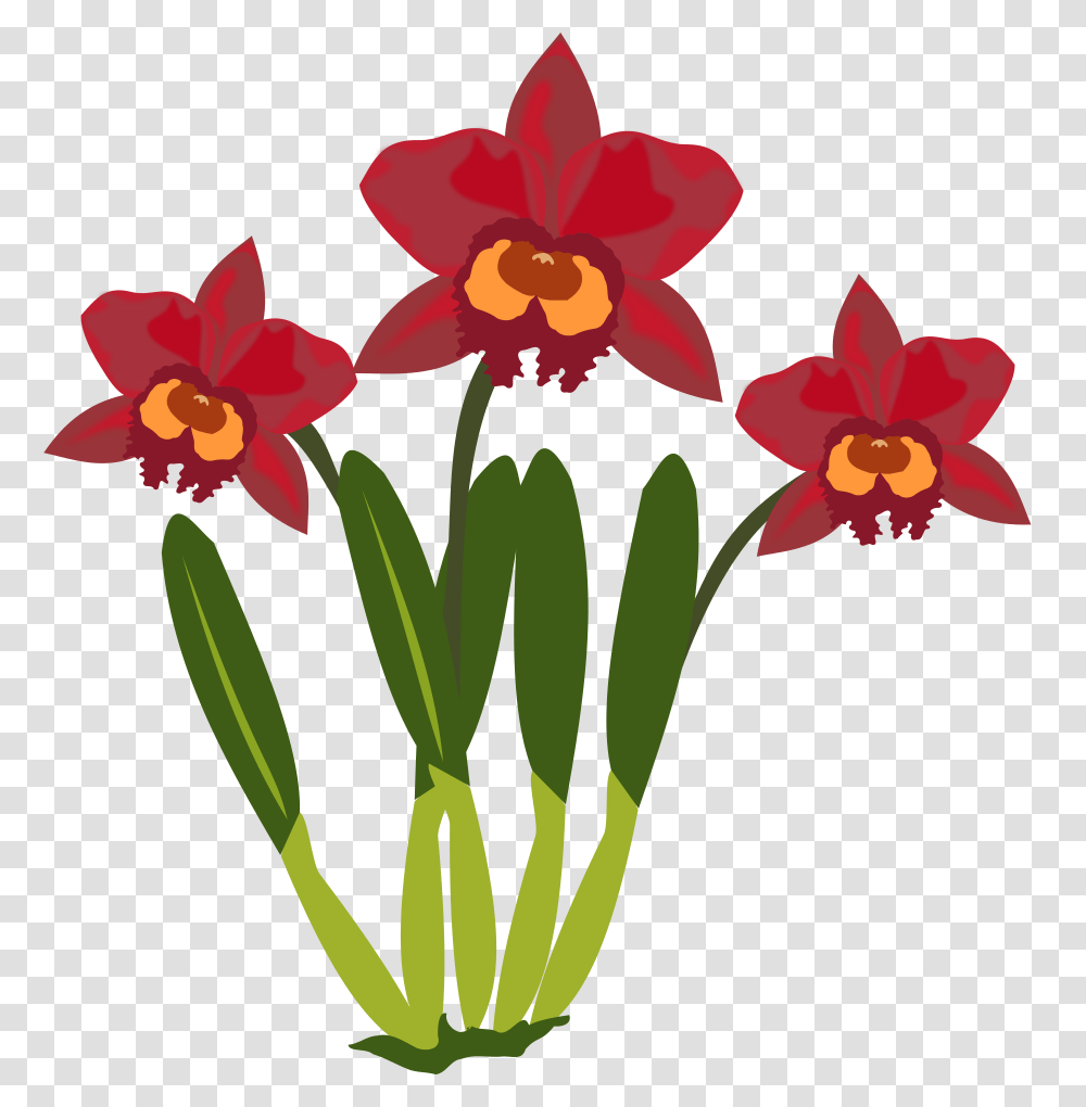 Clip Art Of Red Orchids Free Image, Plant, Flower, Blossom, Daffodil Transparent Png