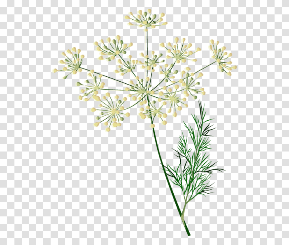 Clip Art Of Spices And Herbs Dill Plant Clipart, Seasoning, Food, Flower, Blossom Transparent Png