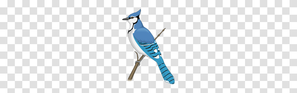 Clip Art Of The Blue Jay, Bird, Animal, Person, Human Transparent Png