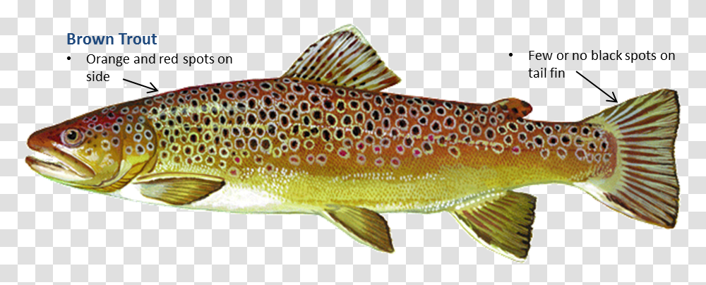 Clip Art Oklahoma Department Of Wildlife Rainbow Trout Brown Trout, Fish, Animal, Outdoors, Cod Transparent Png