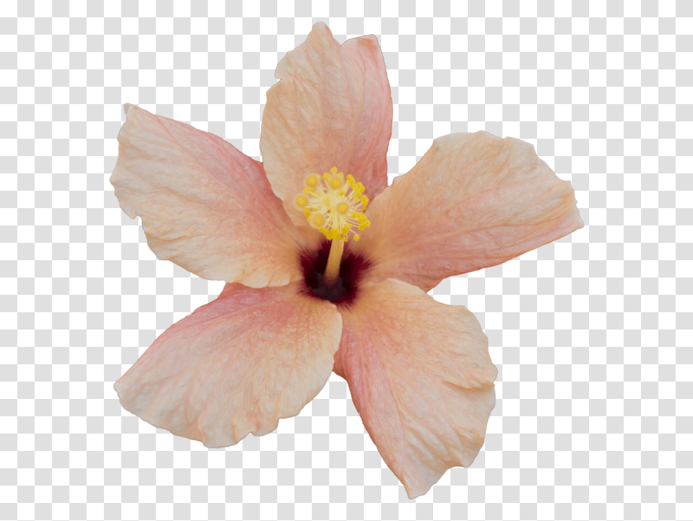 Clip Art Orange Hibiscus Flower Free To Use Flower, Plant, Blossom, Bird, Animal Transparent Png