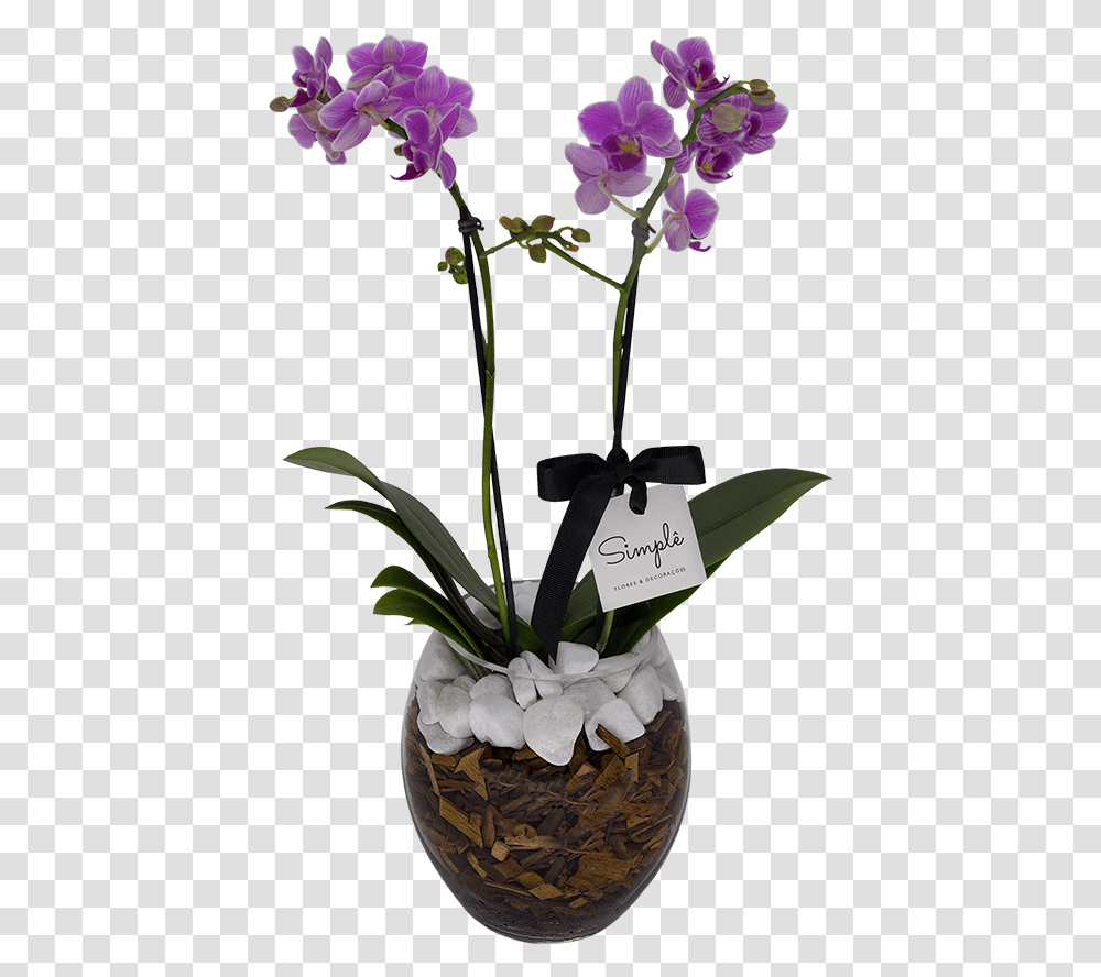 Clip Art Orquidea Do Mato Cooktown Orchid, Plant, Flower, Blossom, Vase Transparent Png