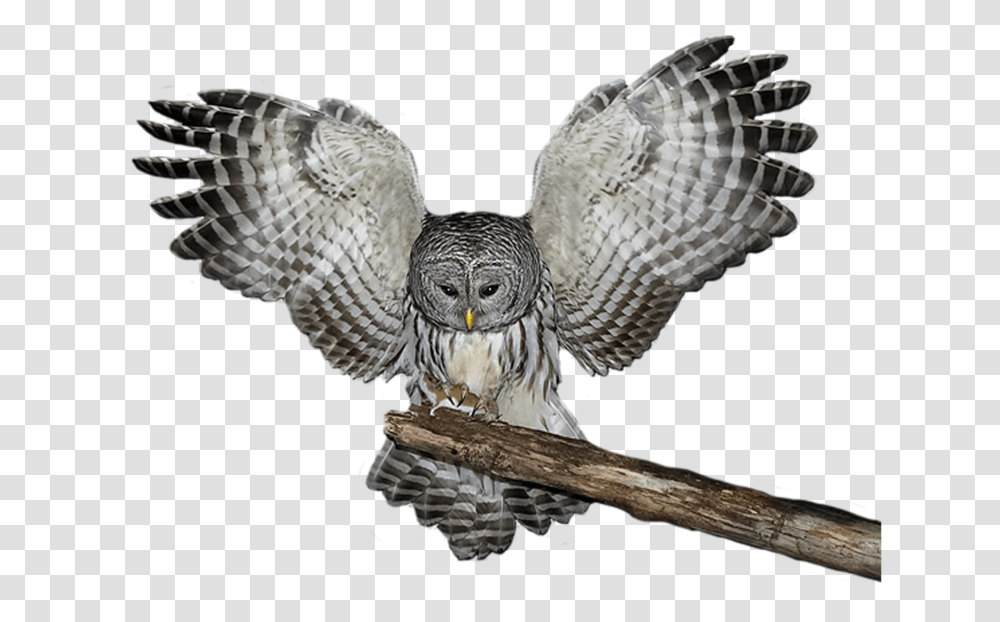 Clip Art Owl Backgrounds Great Grey Owl, Bird, Animal, Turtle, Reptile Transparent Png