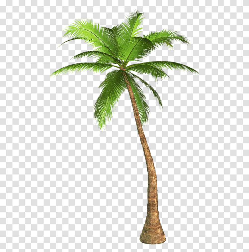 Clip Art Palm Tree Images Palm Tree Background, Plant, Arecaceae, Leaf, Hemp Transparent Png