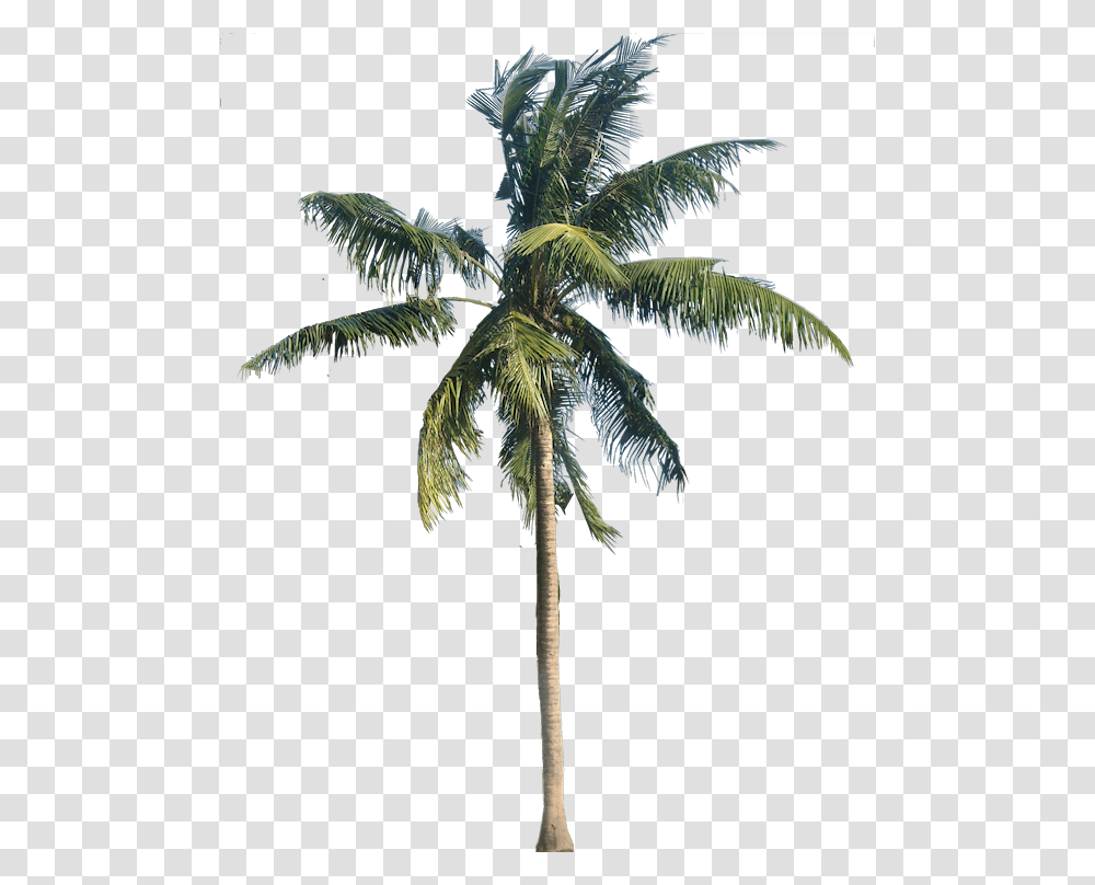 Clip Art Palm Trees Background Background Palm Tree, Plant, Arecaceae, Bird, Animal Transparent Png