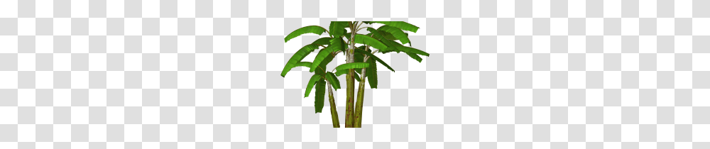 Clip Art Palmetto Tree Clip Art, Plant, Vegetation, Leaf, Flower Transparent Png