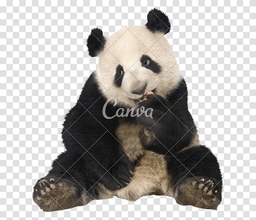 Clip Art Panda Bear Image Panda Bear Sitting, Giant Panda, Wildlife, Mammal, Animal Transparent Png