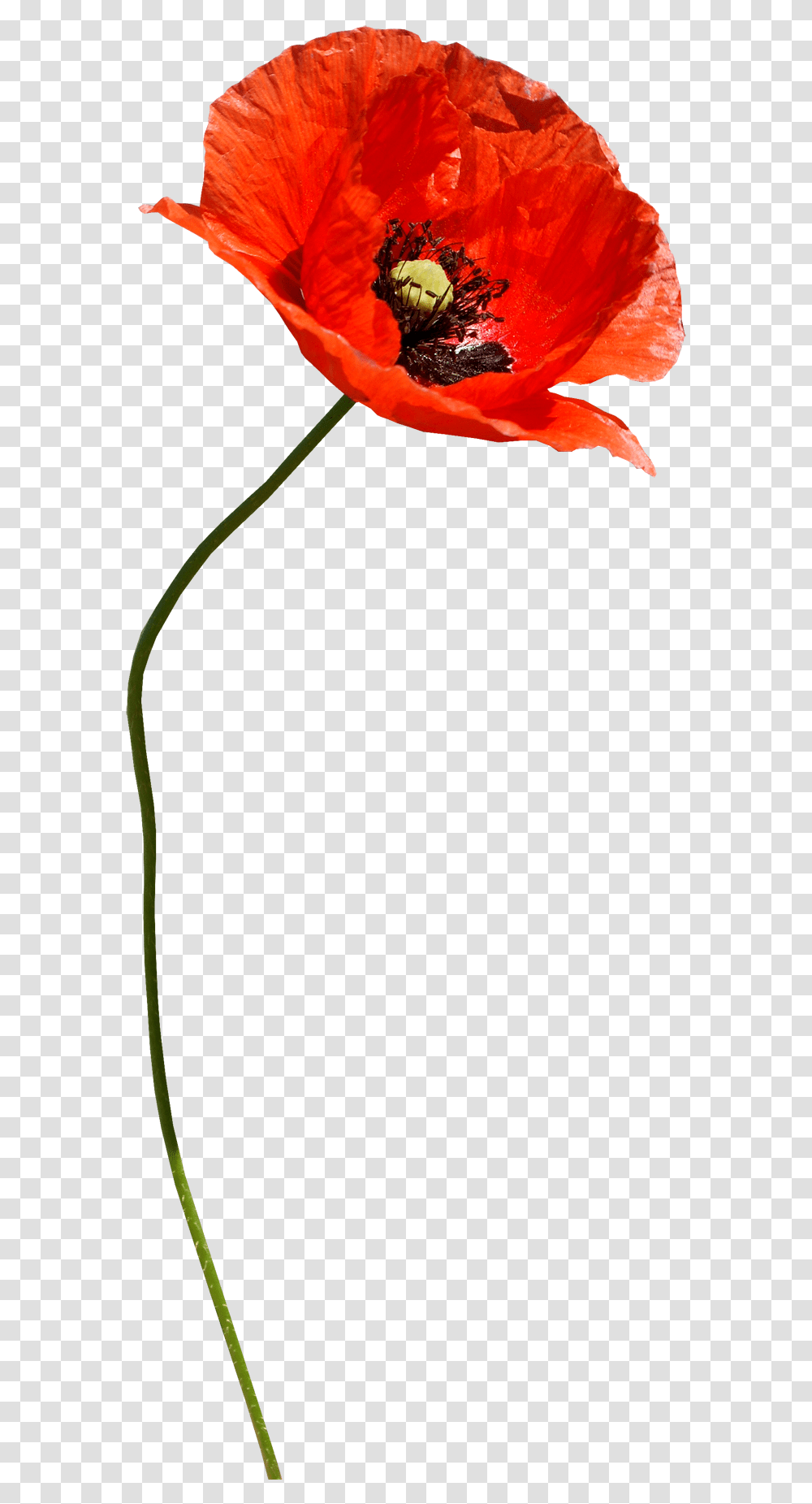 Clip Art Paper Poppies Poppy Flower, Plant, Bud, Sprout, Anther Transparent Png