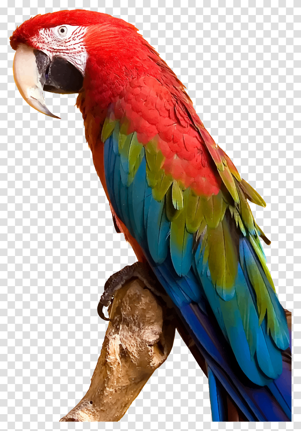 Clip Art Parrot By Gdj Parrot, Bird, Animal, Macaw Transparent Png