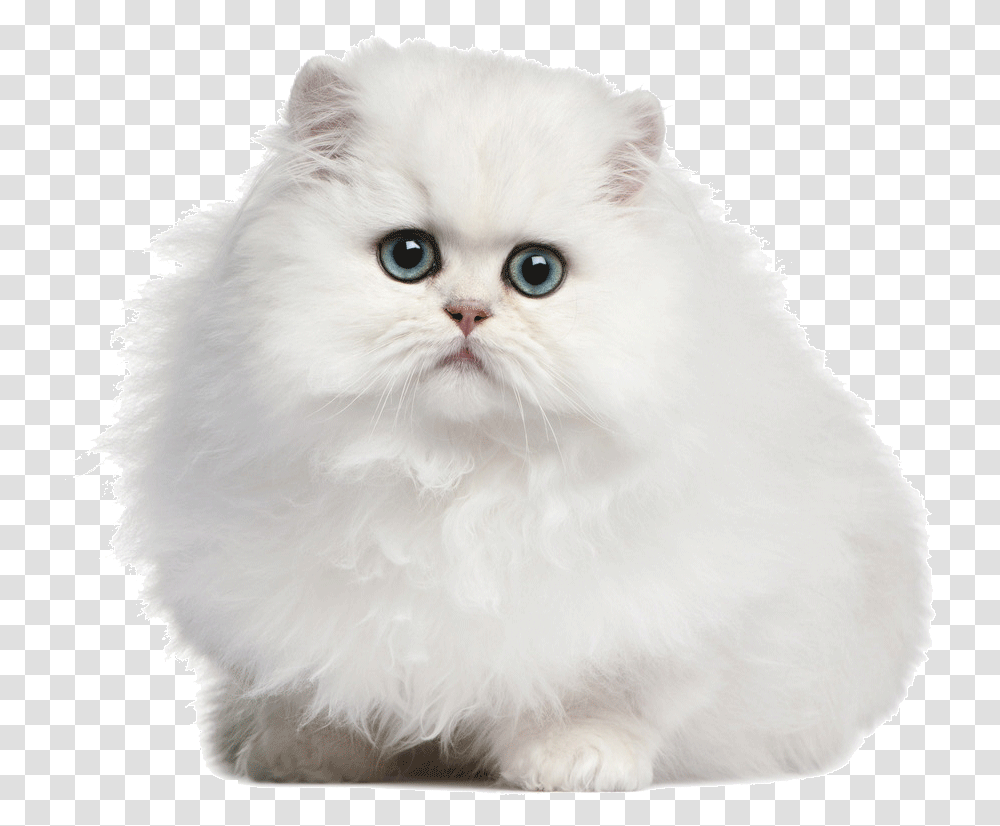Clip Art Persian White Cat, Angora, Pet, Mammal, Animal Transparent Png