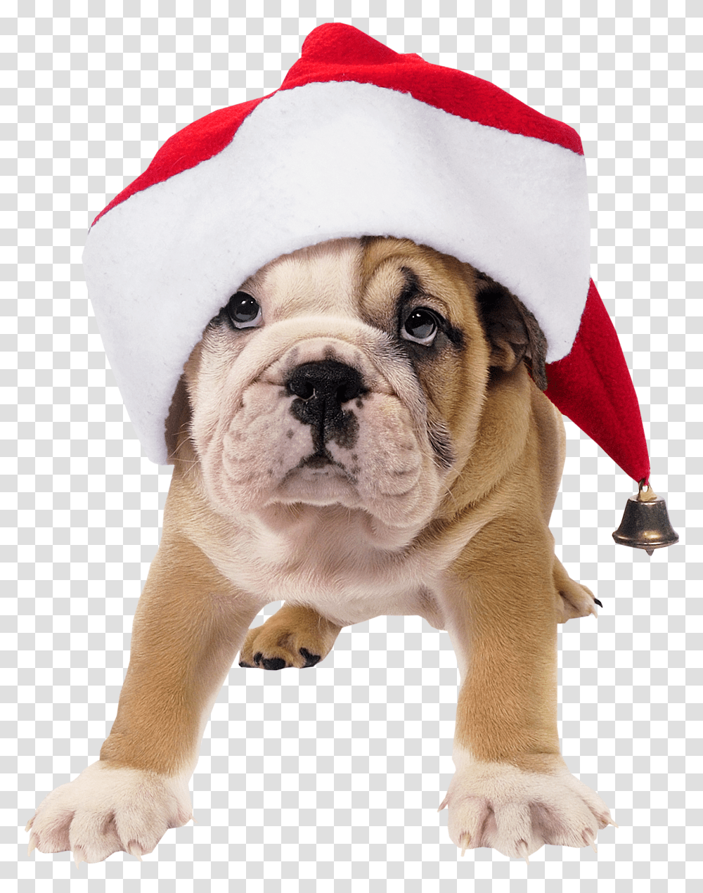 Clip Art Pet Santa Hat Dog With Santa Hat, Bulldog, Canine, Animal, Mammal Transparent Png