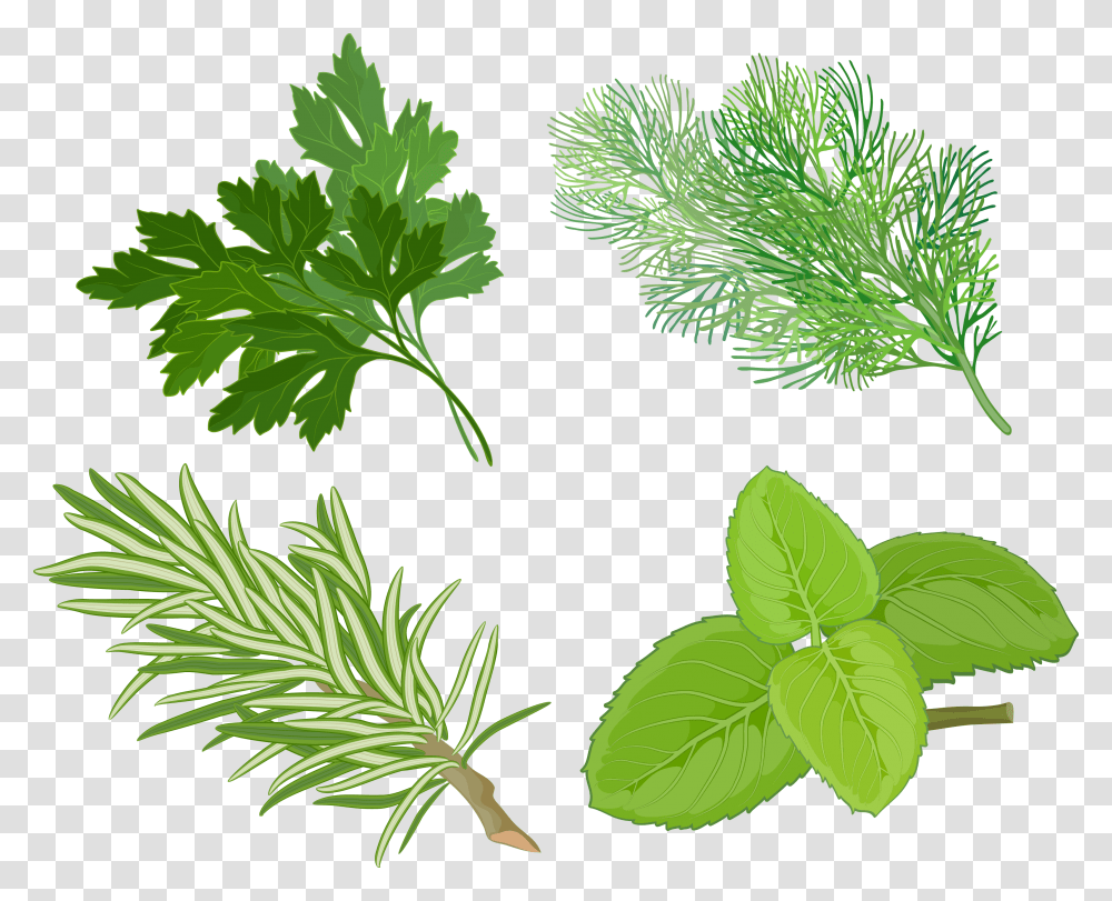 Clip Art Pics Of Herbs Plants Herb Clipart, Green, Leaf, Fern, Flower Transparent Png