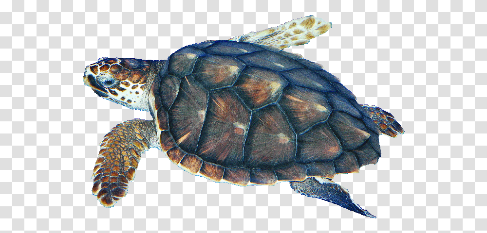 Clip Art Pics Of Turtles, Reptile, Sea Life, Animal, Tortoise Transparent Png