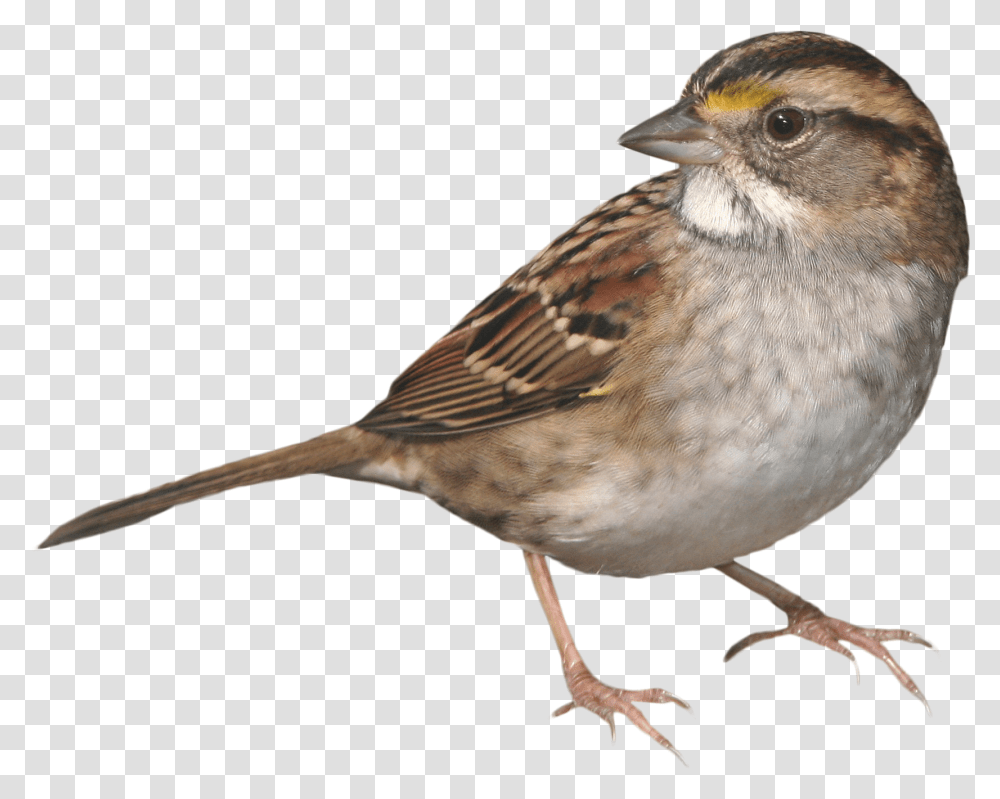 Clip Art Picture Of Sparrow Bird Sparrow, Animal, Anthus, Finch Transparent Png