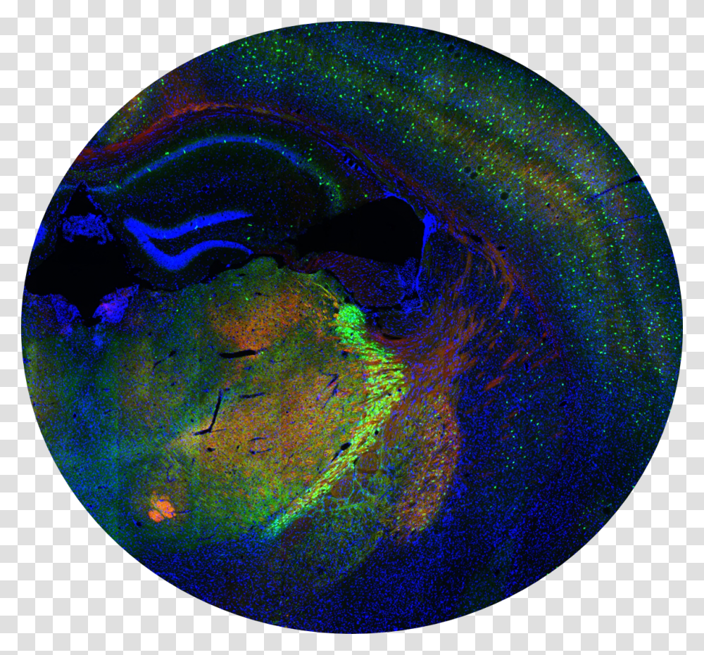 Clip Art Picture Of The Brain Brain Ihc, Sphere, Outer Space, Astronomy, Planet Transparent Png